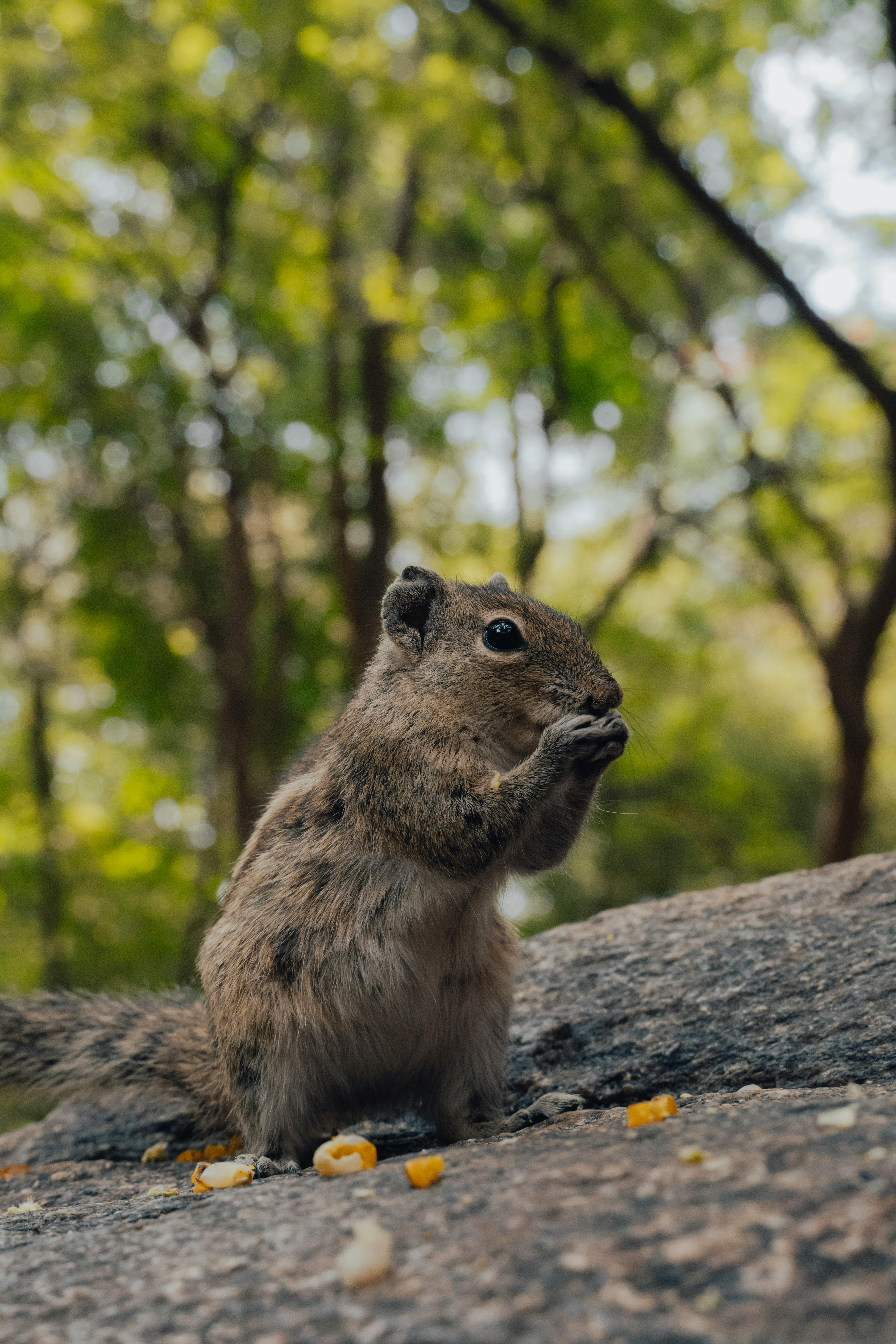 profile picture of user a squirrel